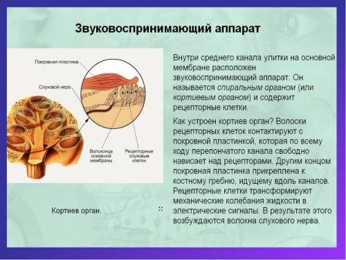 Как называется звуковоспринимающий аппарат содержащий рецепторные клетки ​