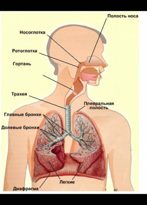 Написать все о дыхательной системы животных 7класс​