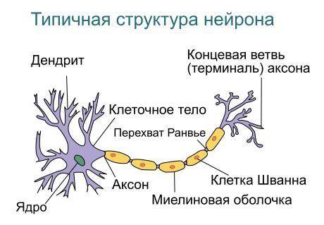 Зарисуй структуру нейрона, подпиши его части УМОЛЯЮ ОТ ​