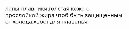 В чем выражается относительная при тюленя?