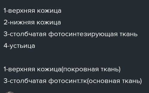 Ольга рассмотрела срез листа одуванчика под микроскопом и сделала рисунок. К какой ткани относятся о