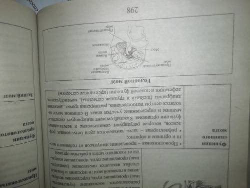 Спинномозговые нервы функции, за что отвечают (не из интернета) ​