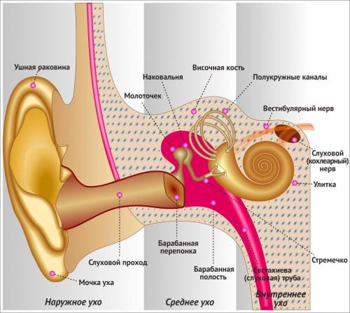 Сопоставь части уха на картинке с их названиями