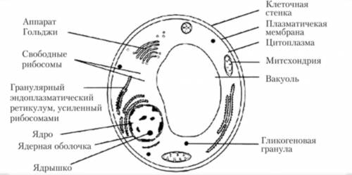 Зарисуйте клетку дрожжей и подпишите название основных частей​
