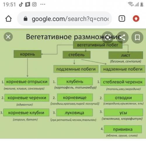 Какие размножения растений существует в природе?