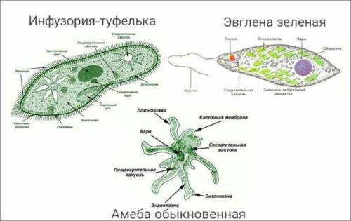 Амеба инфузория эвглена