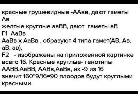 У томатов круглая форма плода (A) преобладает над грушевидной (a) формой, в то время как красный цве