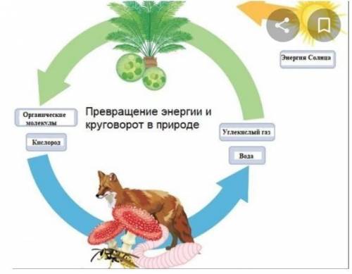 Составь схему превращения энергии Солнца в природе