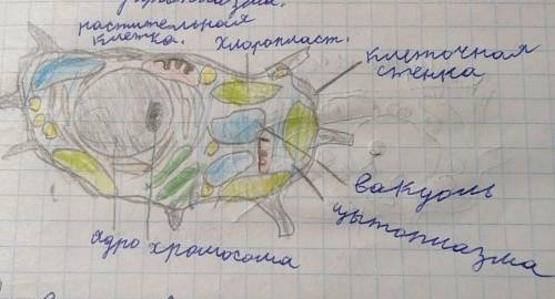 По рисунку строение клетки подписать ее органоиды по номерам:​