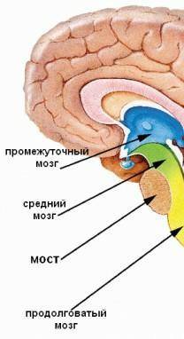 Из чего состоит головной мозг? ​