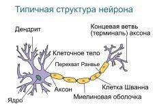 ПОДПИШИТЕ ЧАСТИ НЕЙРОНА