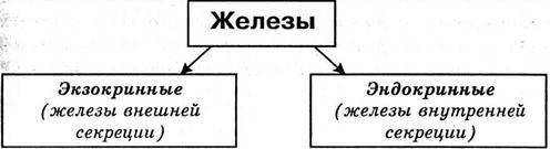 Составьте схему основные функции желез​