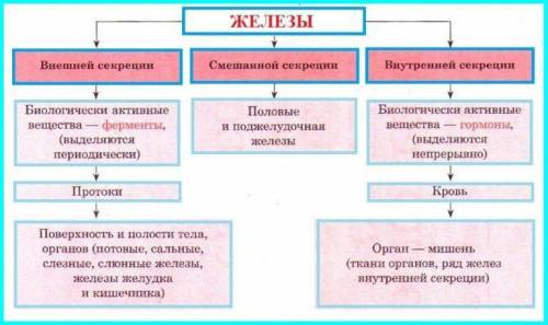 Составьте схему основные функции желез​