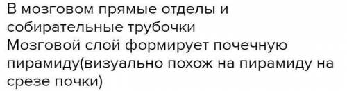 2. Назовите функцию мозгового слоя почки. ​