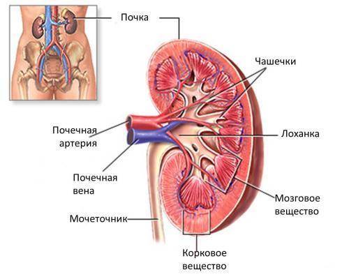 Опишите строение почек​