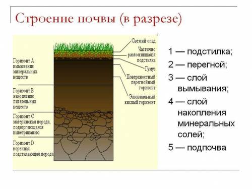 В каком ярусе лесного биоценоза живут дождевые черви​