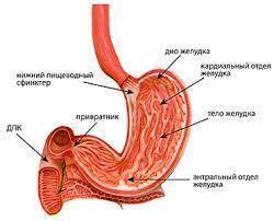 Как устроин желудок? ​