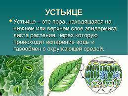 Устьица находится на: Листьях Корнях Стебле Почках