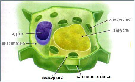 Определите 2 основных компонента клетки. Назовите их.​