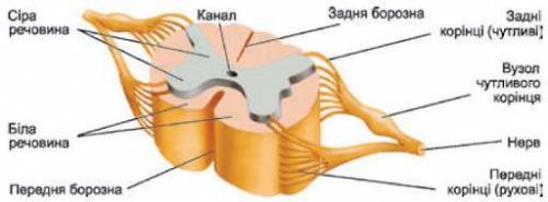 Подпишите части спинного мозга ​