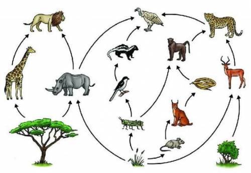 Биология 5классЦепочка из зверей кто кем питается​