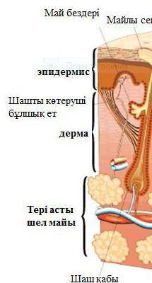 Биология нужн казакша​