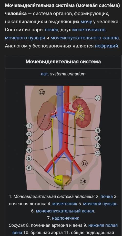 Выведение мочи из почек, что осуществляет?