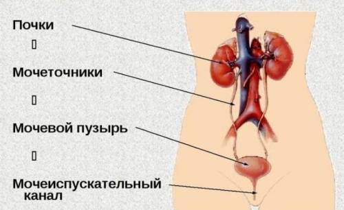 Выведение мочи из почек, что осуществляет?