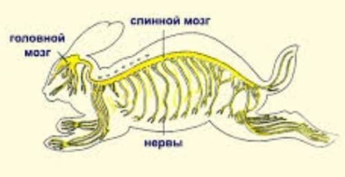 9. Рассмотрите рисунок. а) Определите тип нервной системы данного организма под цифрами ​