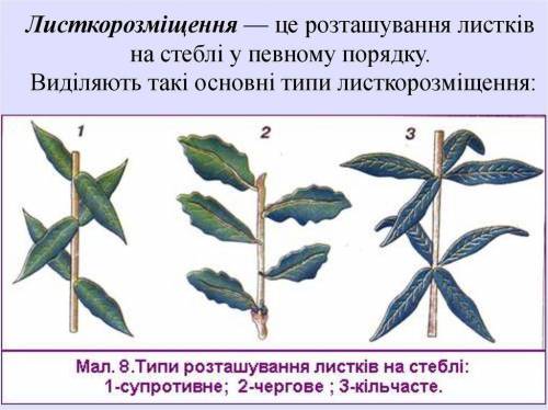 У тополі листорозташування типу: черговесупротивнекільчастезмішане​