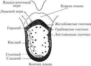 Складіть схему смакового аналізатора. ІВ