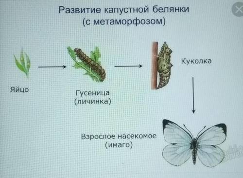 Зарисовать циклы развития и подписать название стадий майского жука, бабочки капустной белянки и зел