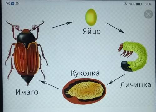 Зарисовать циклы развития и подписать название стадий майского жука, бабочки капустной белянки и зел