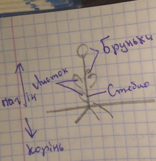 Будова вегетативних органів пеларгонії​