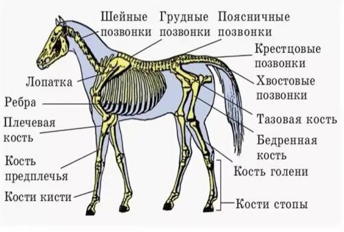 Опишите организм лошади и пришлите мне кортинку ​