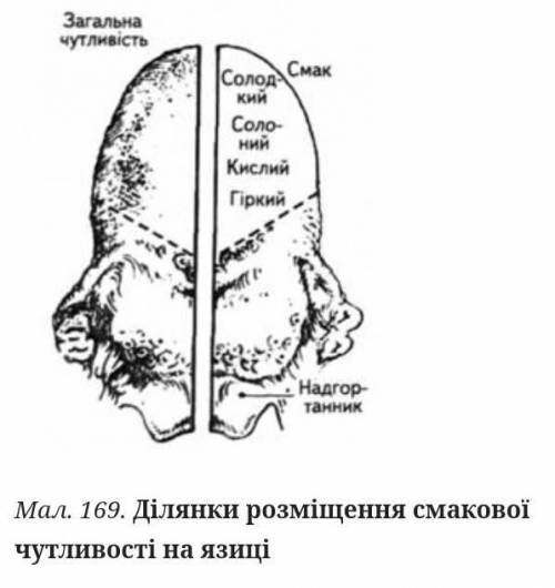 На язиці розміщені рецептори, які розпізнають...?​