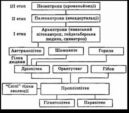 Схема еволюційного розвитку тварини або рослини