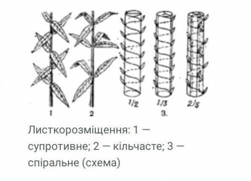 Типи листкорозміщення.​