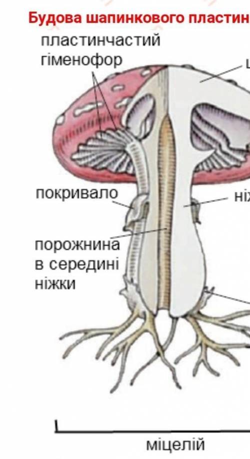 Будова шапкового гриба​