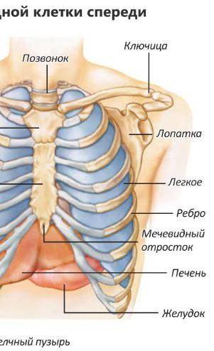 Строение грудной клетке