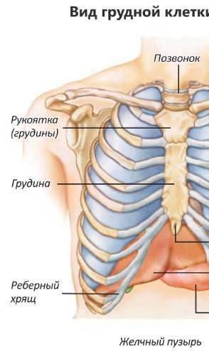 Строение грудной клетке