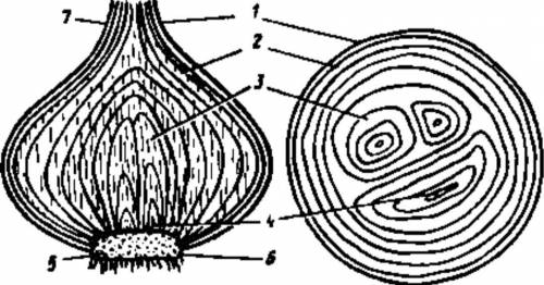 Расскажите о внутреннем строении лука