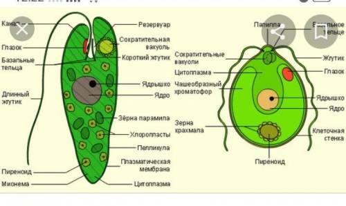 Одноклеточные организмы с хлоропластами по горизонтали​