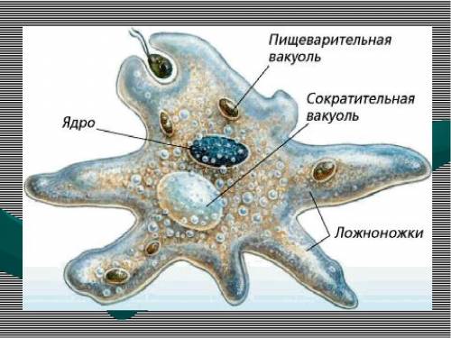 Одноклеточное животное у которого есть ложноножки​