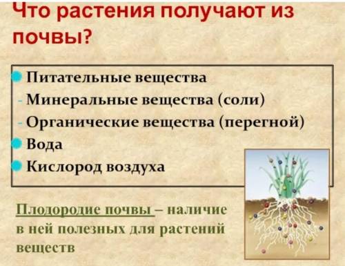 Какие вещества растения могут самостоятельно получать из почвы