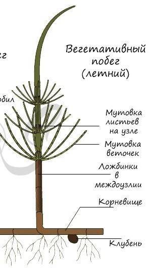 Строение хвоща полевого​