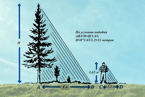 Длинна тени дерева равна 8 м., а длина тени человека, рост которого 1,65 м. равна 1,2 м. Найдите выс