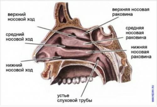 Строение носовой полости​