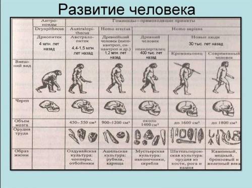 Заполните таблицу Этапы революции человека (просто заголовками пишите) (это если что по 8 классу)