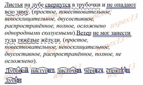 разбор предложения: Листья на дубе свернутся в трубочки и не опадают всю зиму. Ветер не мог занести